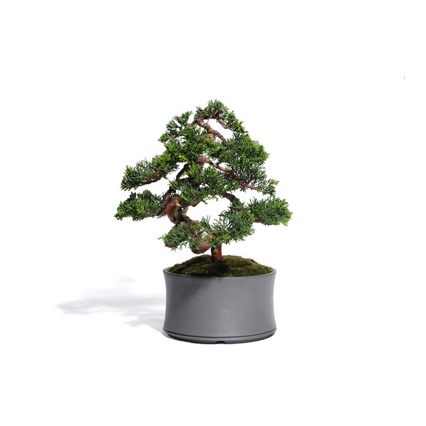 真柏　-Japanese Juniper-　（推定樹齢30年）-M0014- 詳細画像